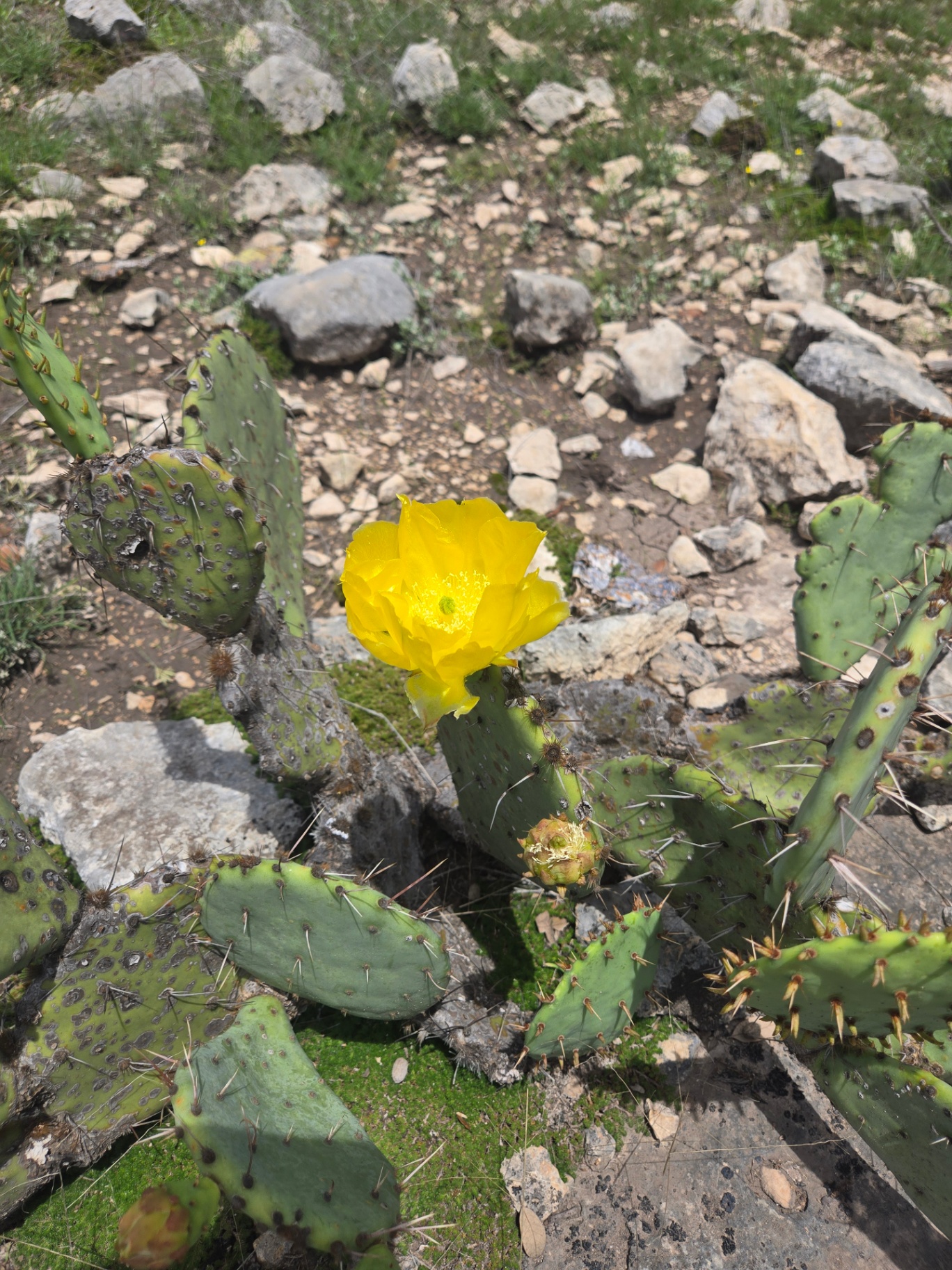 Yellow prickly pear bloom on the ranch, spring 2025