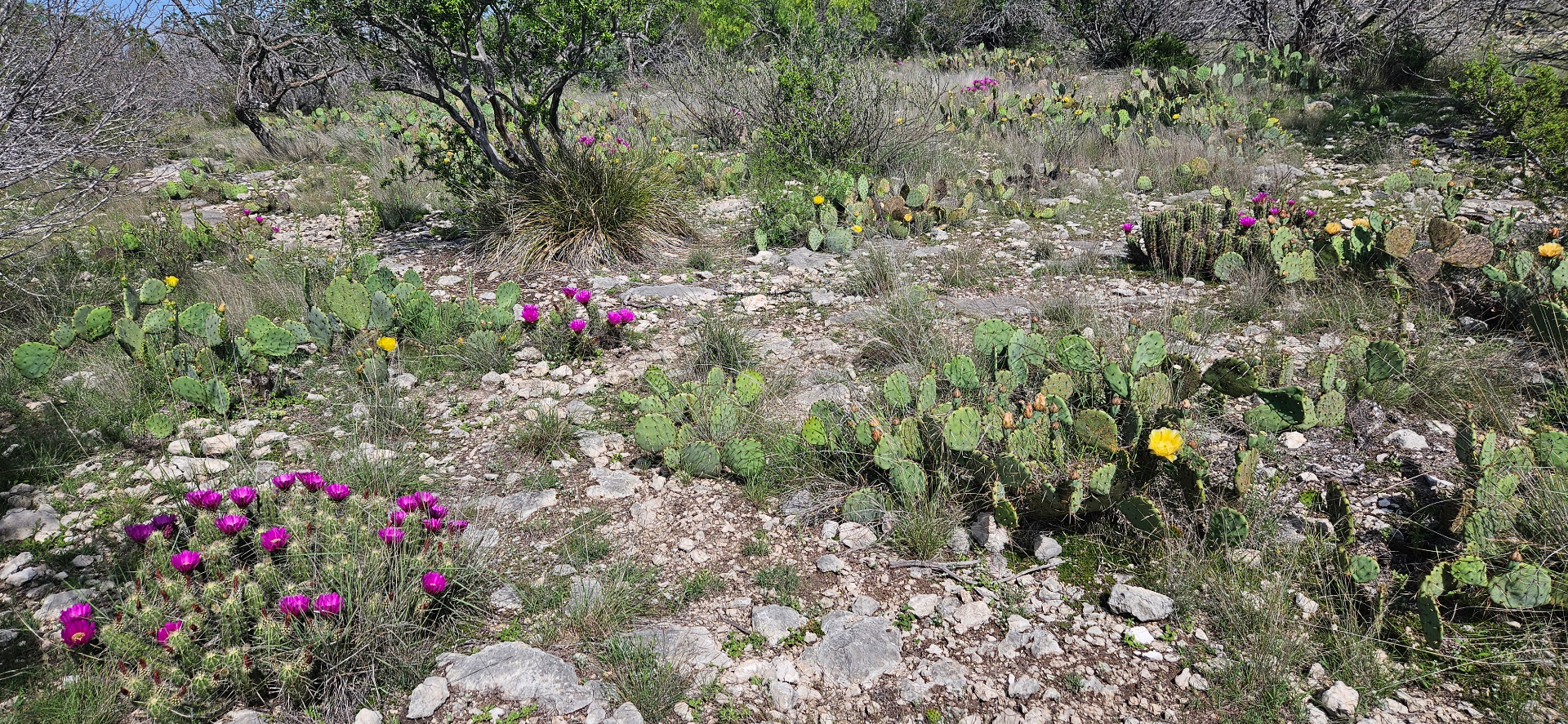 Hill Country cactus and wildflowers blooming on rocky ground